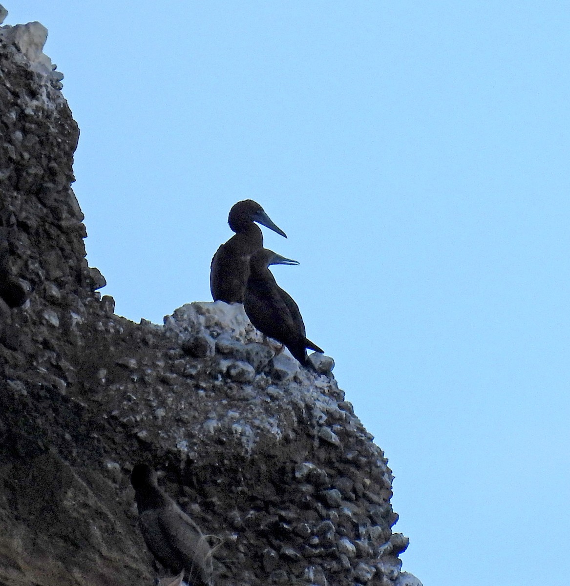 白腹鰹鳥(leucogaster) - ML647791331