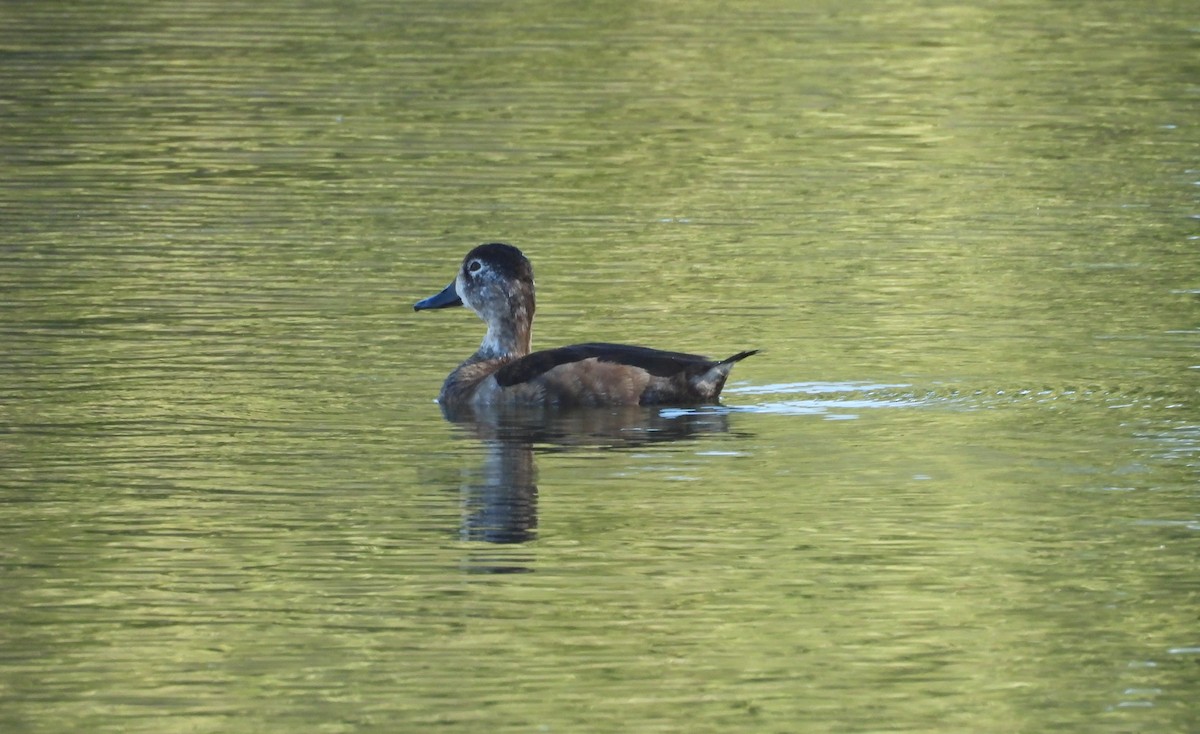 環頸潛鴨 - ML647791332