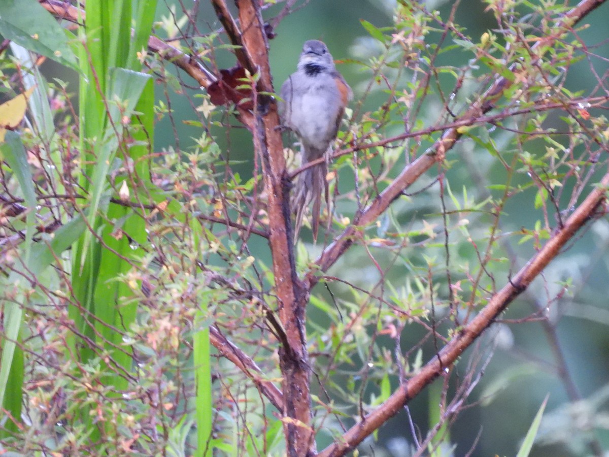Pale-breasted Spinetail - ML647791335