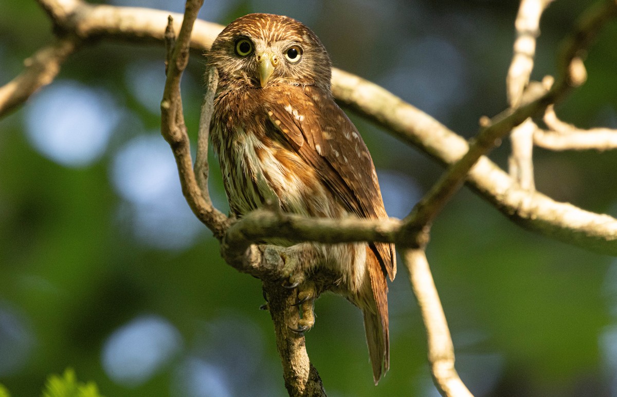 Ferruginous Pygmy-Owl - ML647791336