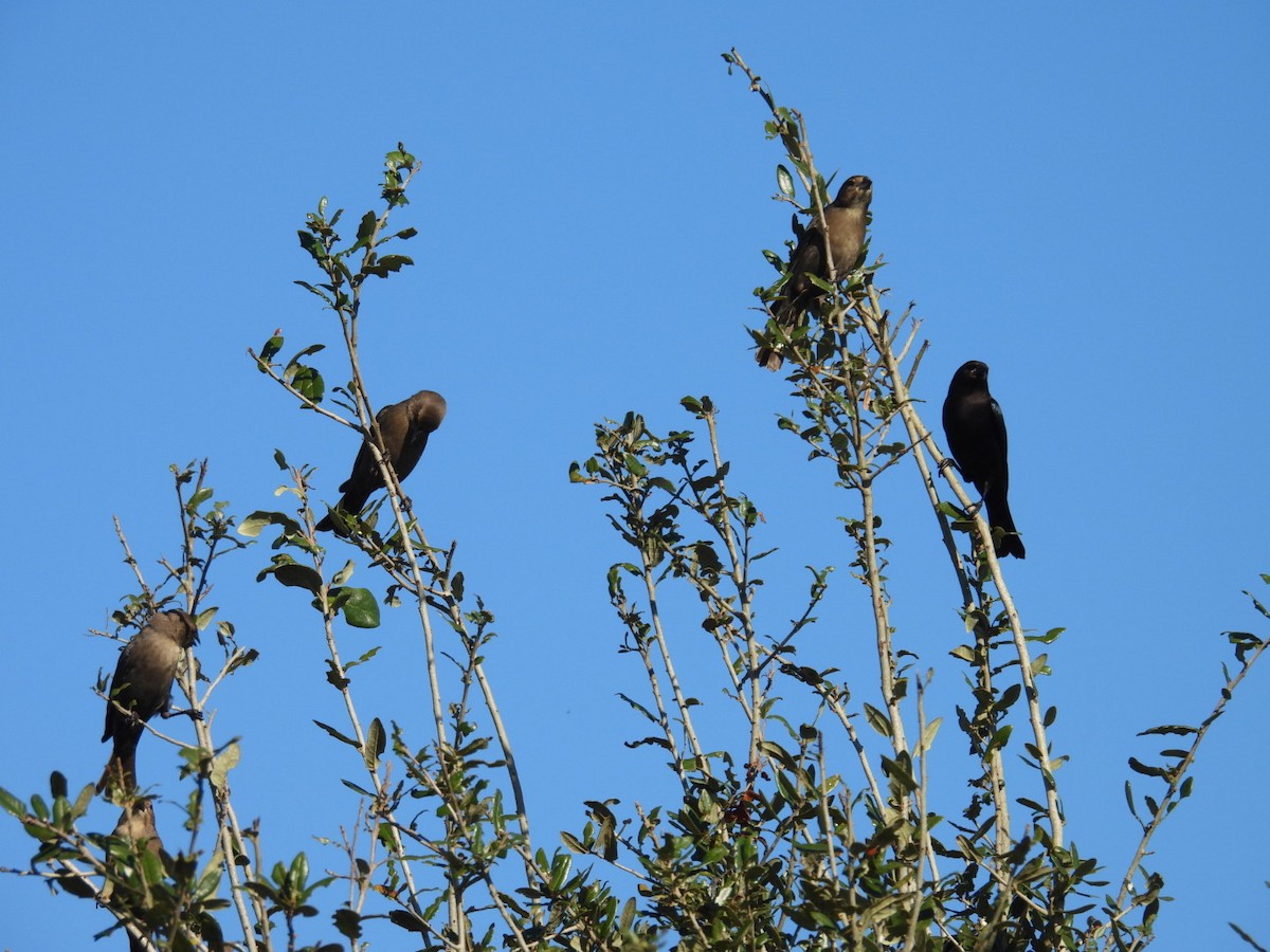 Brown-headed Cowbird - ML647791337