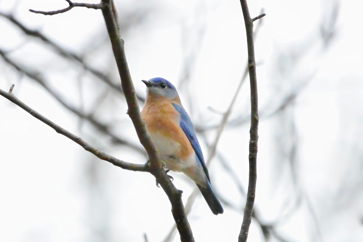 Eastern Bluebird - ML647791338