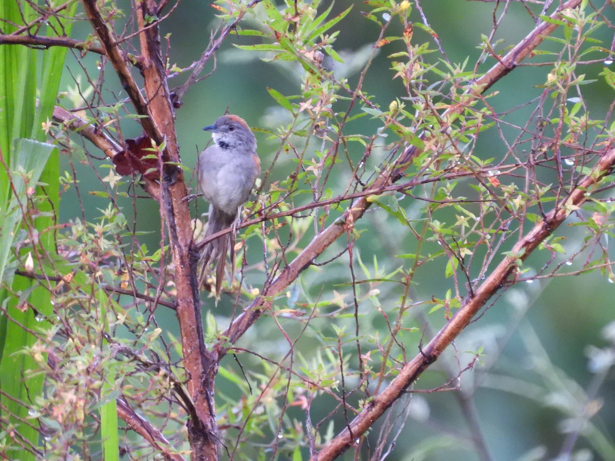 Pale-breasted Spinetail - ML647791341