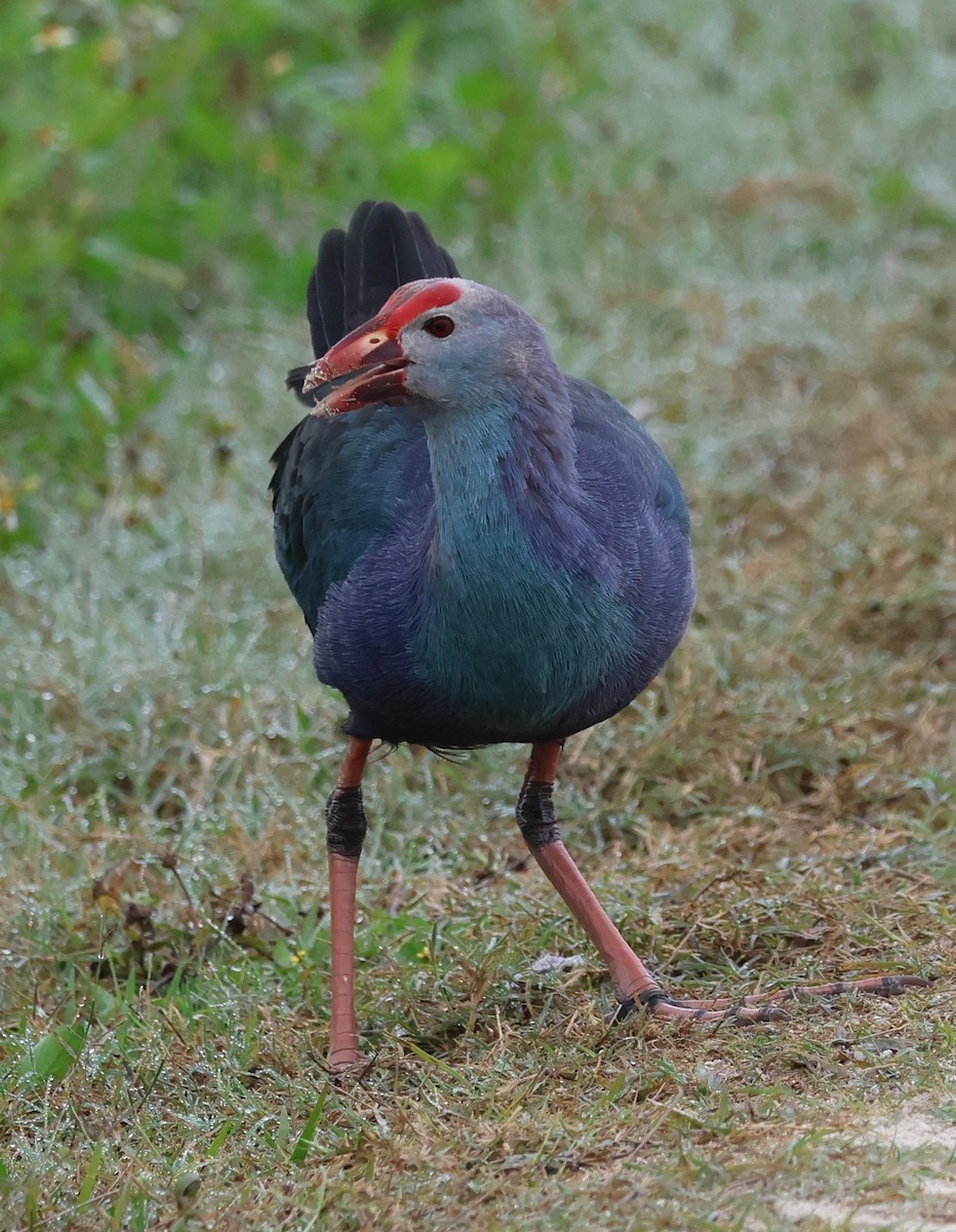 灰頭紫水雞 - ML647791343