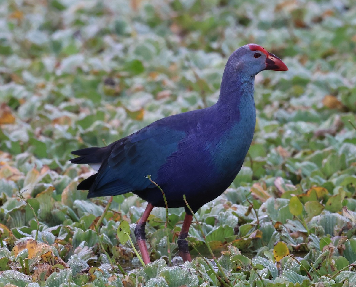 灰頭紫水雞 - ML647791344