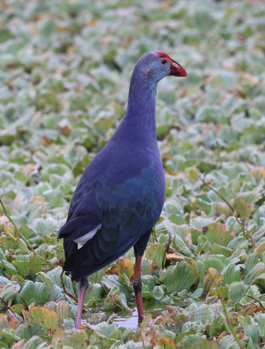灰頭紫水雞 - ML647791345