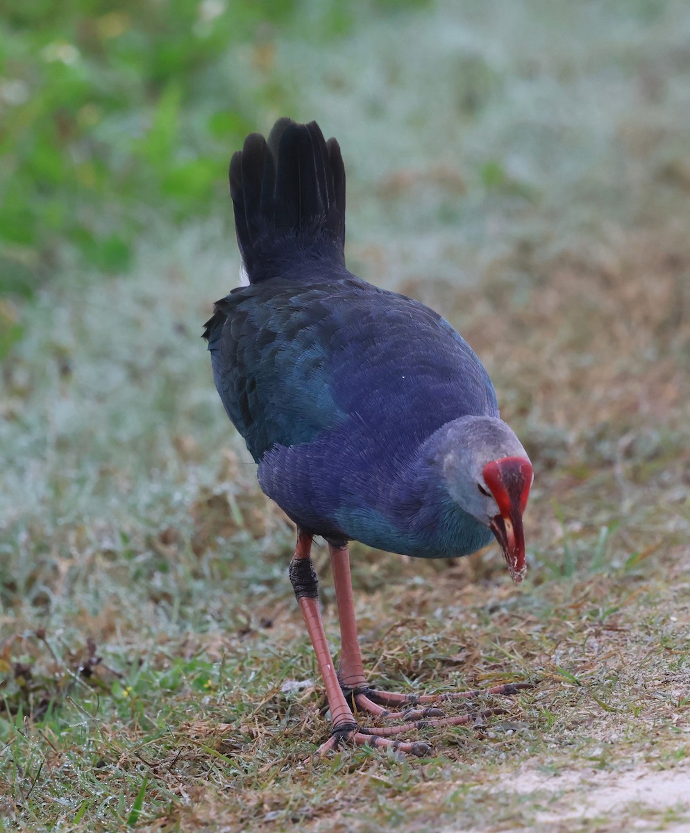 灰頭紫水雞 - ML647791346