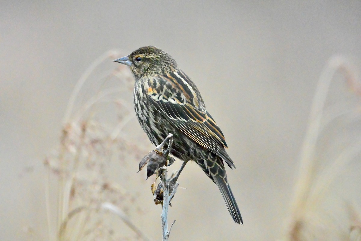 Red-winged Blackbird - ML647791347