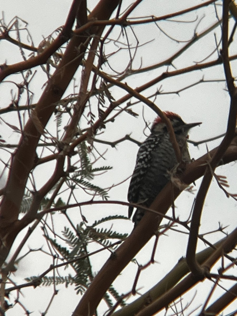 Ladder-backed Woodpecker - ML647791348