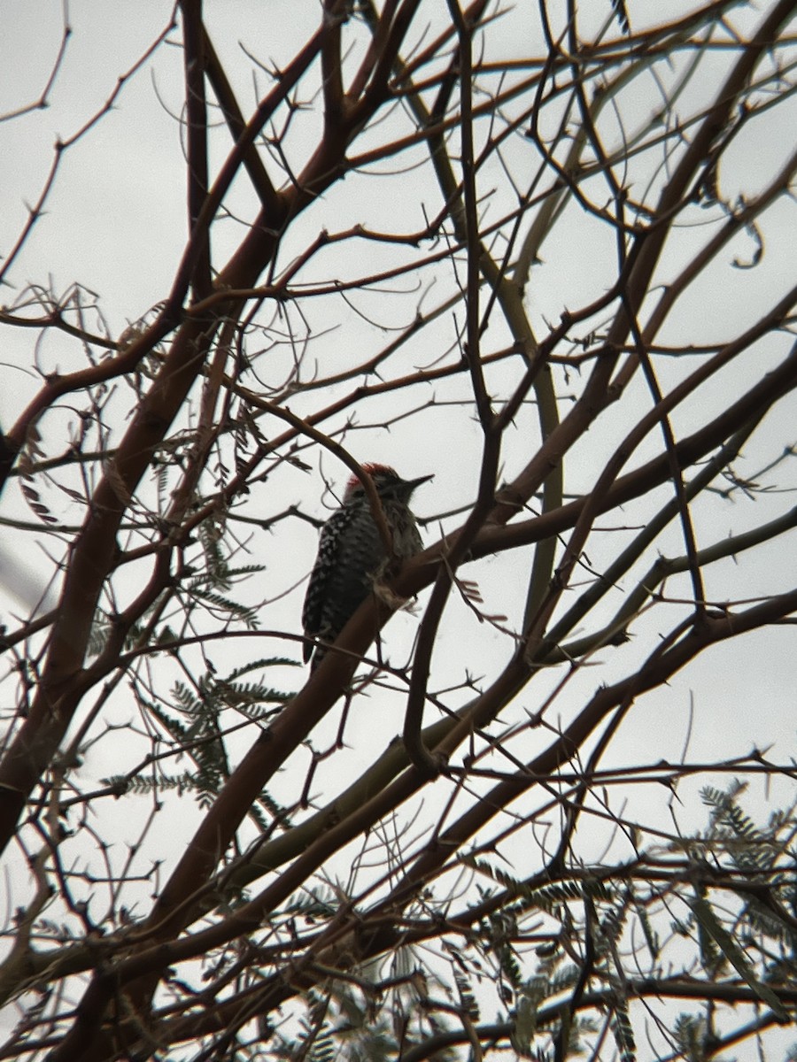 Ladder-backed Woodpecker - ML647791349