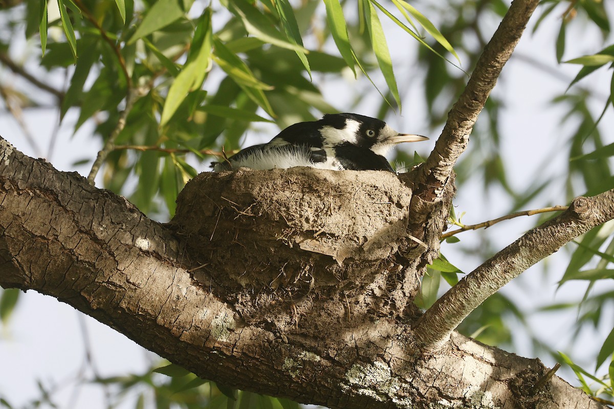 Magpie-lark - ML647791350