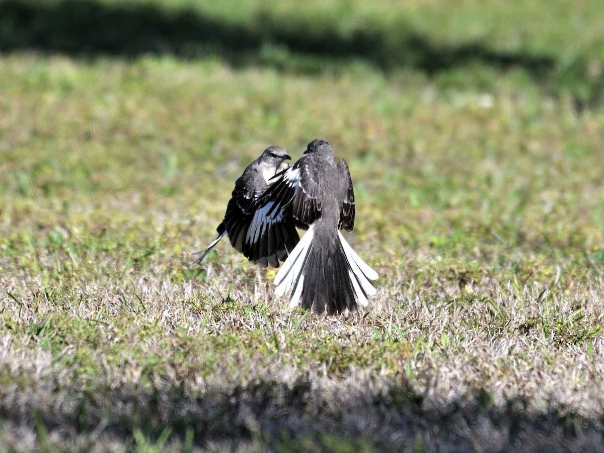 Northern Mockingbird - ML647791351