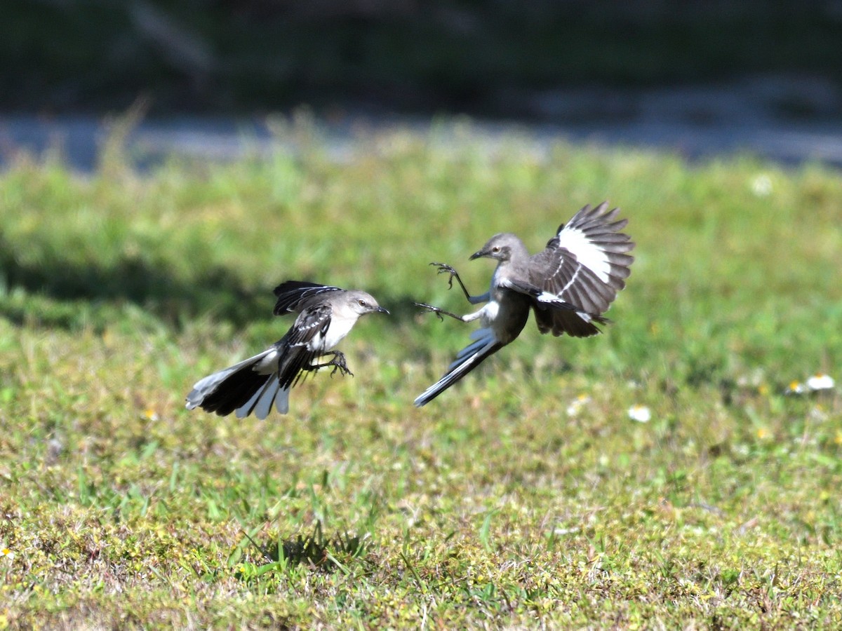 Northern Mockingbird - ML647791352