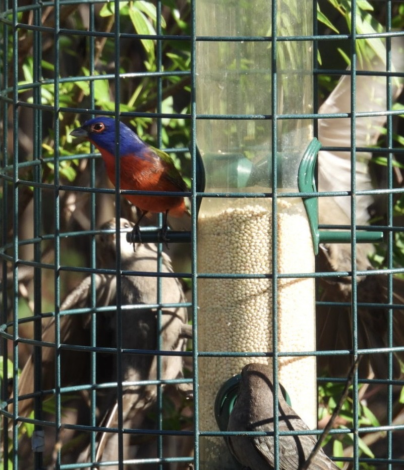 Painted Bunting - ML647791356