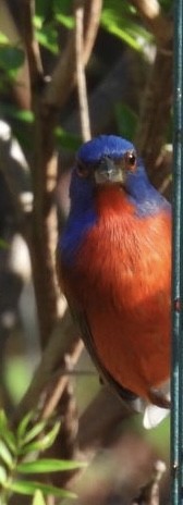 Painted Bunting - ML647791357