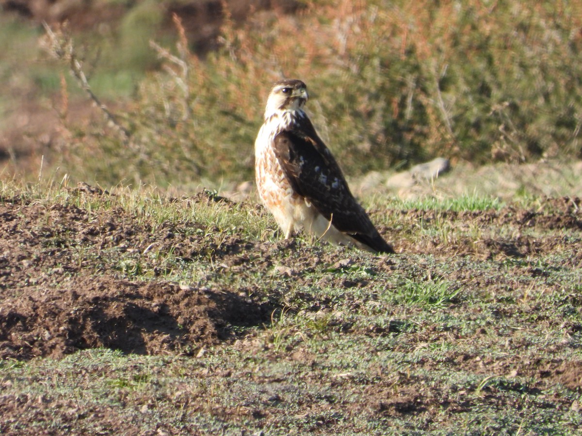 栗翅鷹(unicinctus) - ML647791360