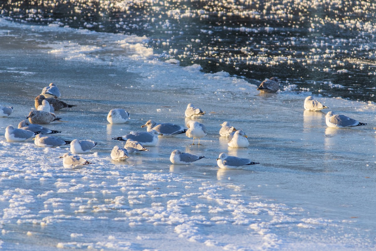 Halkalı Martı - ML647791361