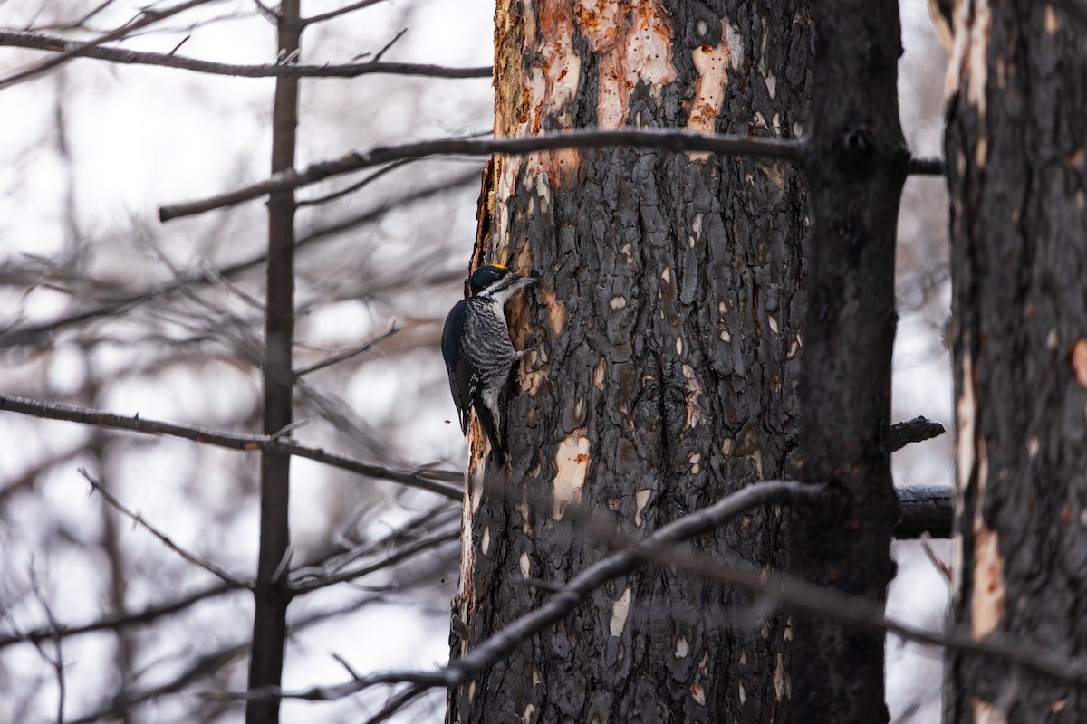 Black-backed Woodpecker - ML647791377