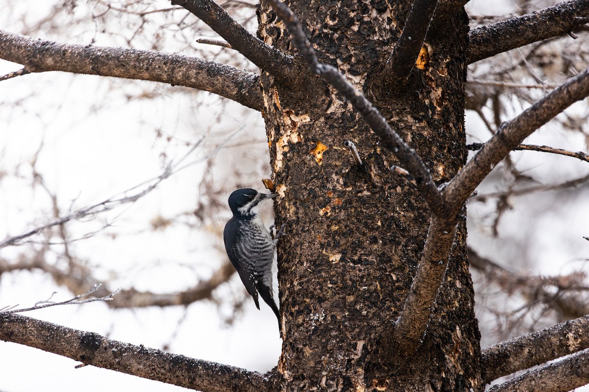 Black-backed Woodpecker - ML647791378