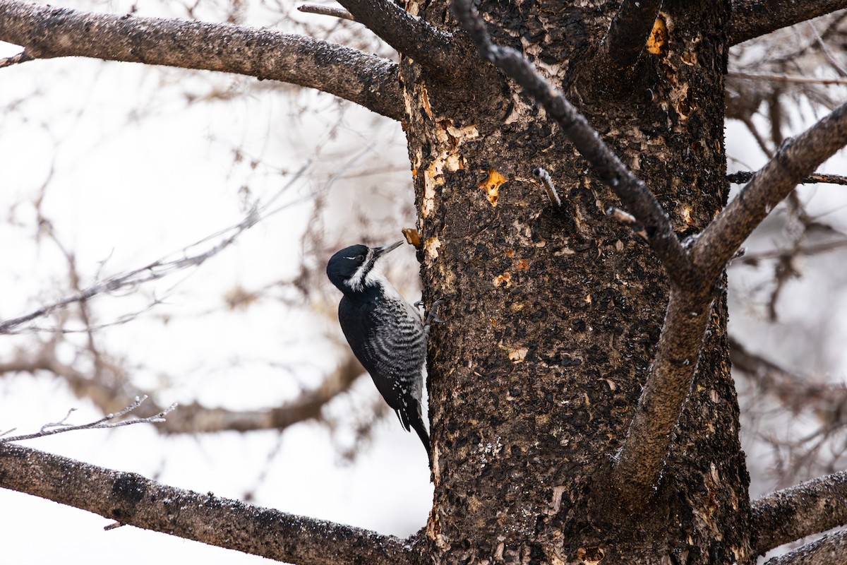 Black-backed Woodpecker - ML647791380