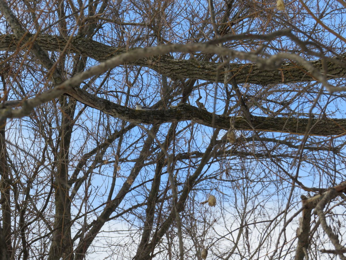 White-breasted Nuthatch - ML647791383