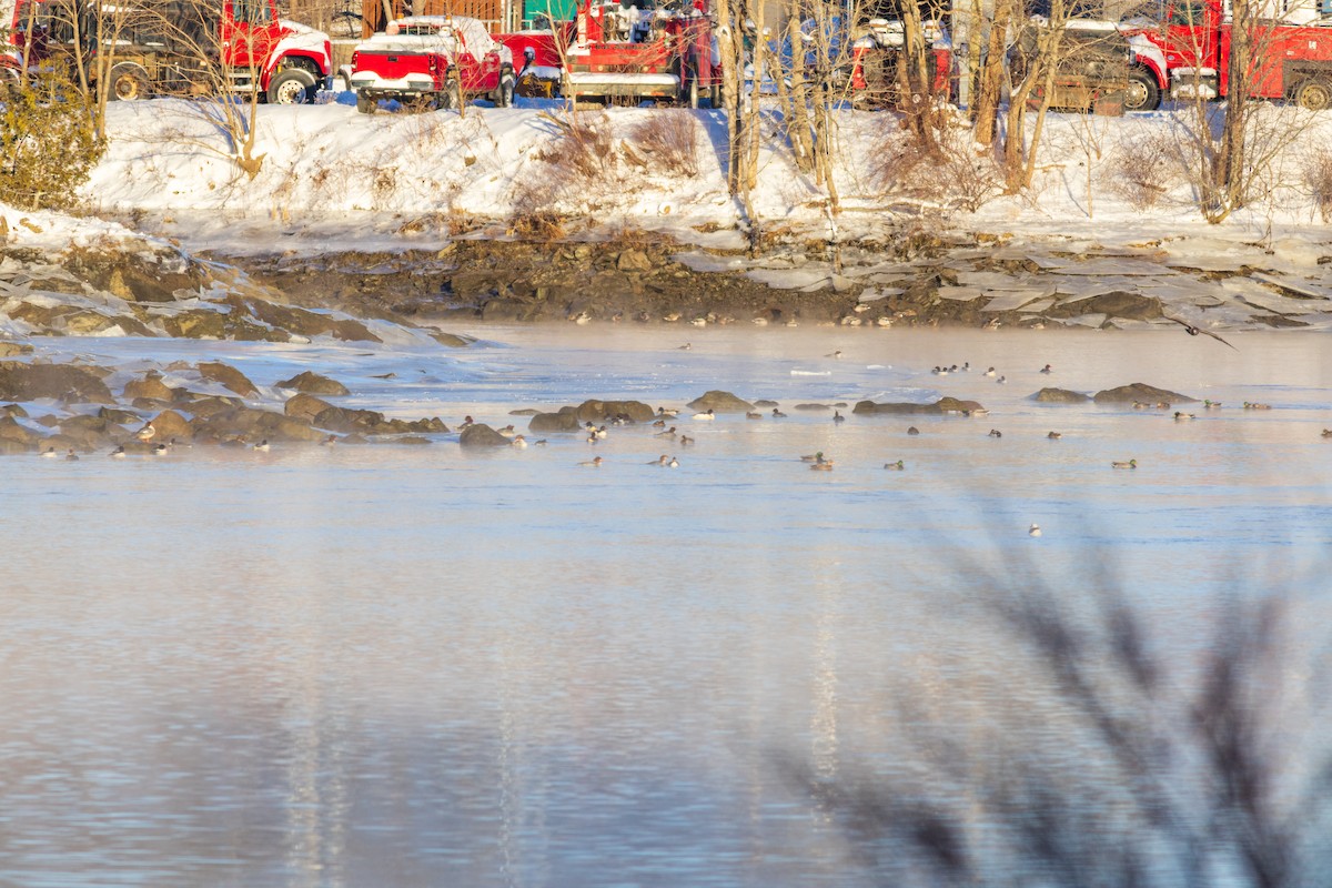 Büyük Tarakdiş - ML647791395