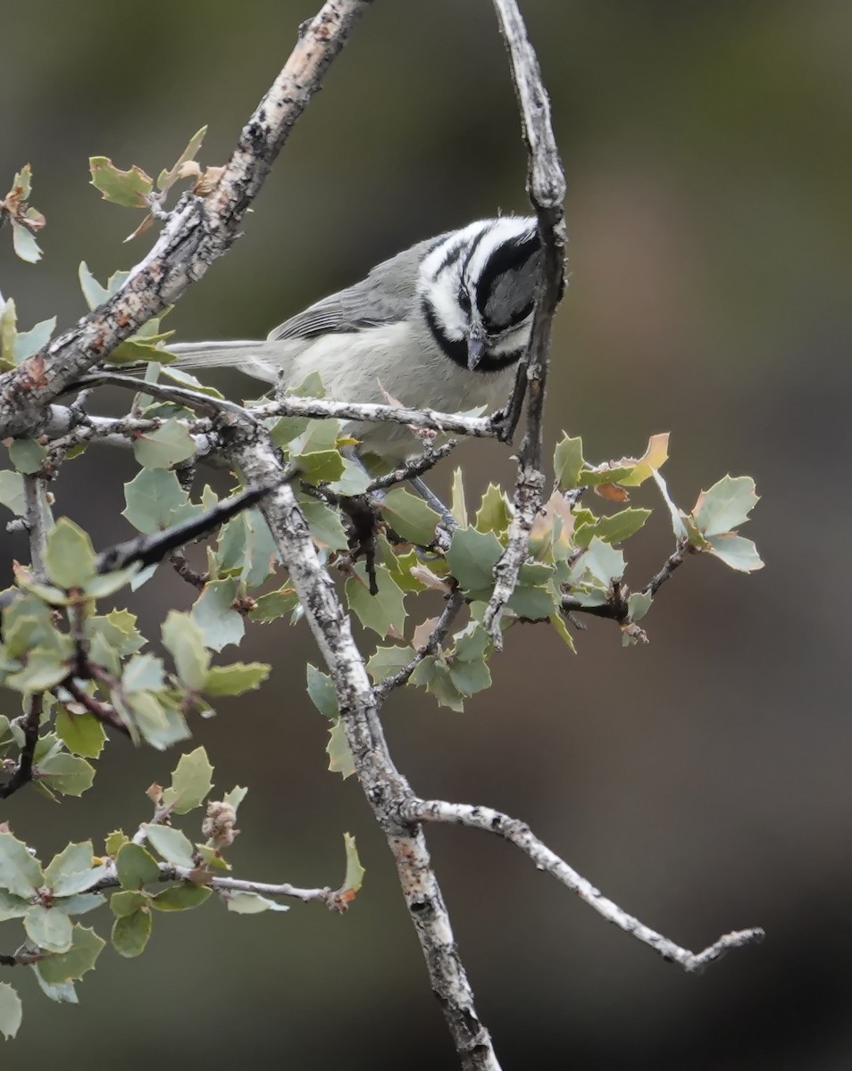 Bridled Titmouse - ML647791461