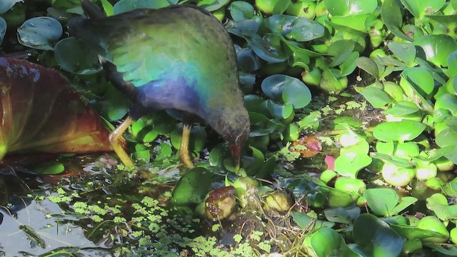 Purple Gallinule - ML647791503