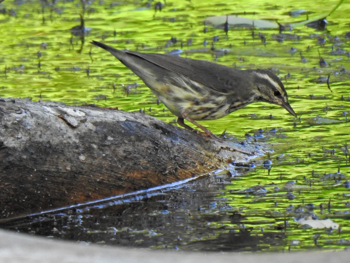 Northern Waterthrush - ML647791508