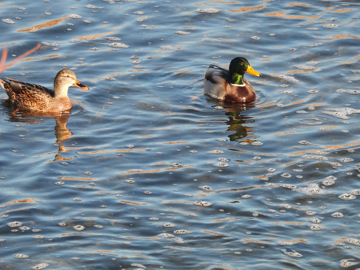 綠頭鴨 - ML647791524