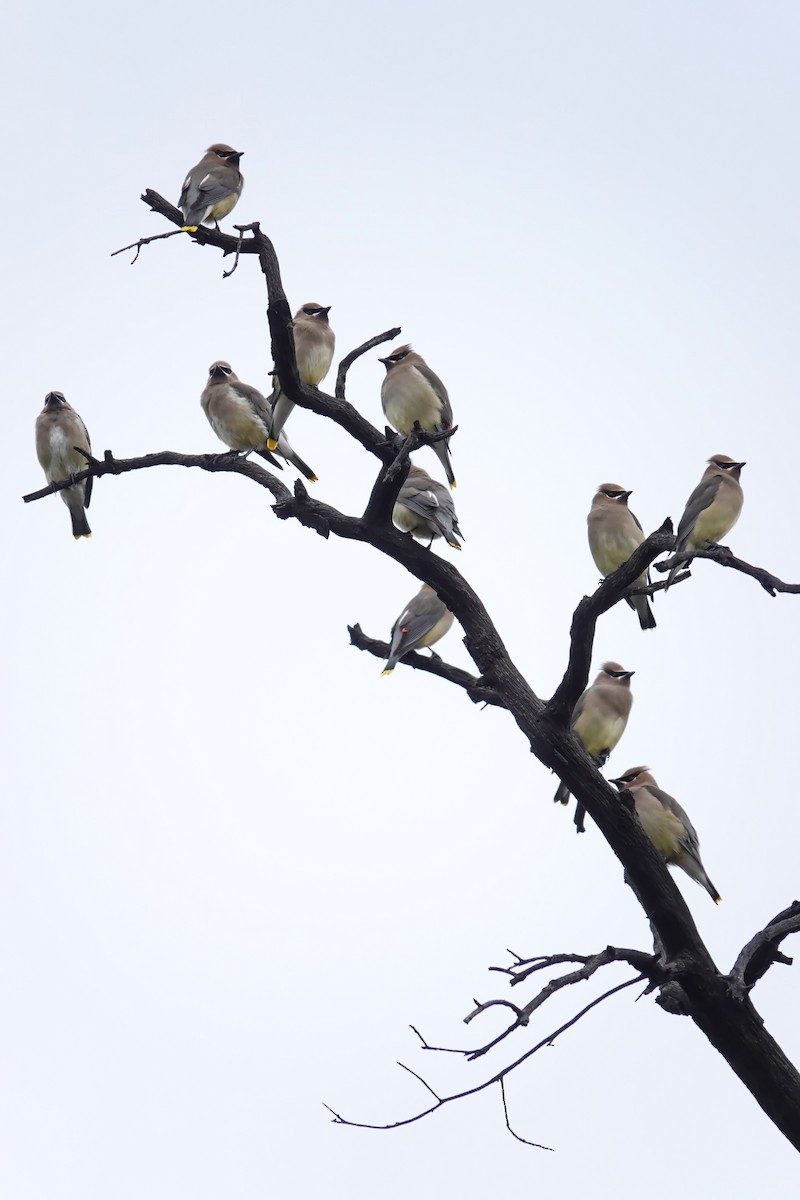 ヒメレンジャク - ML647791526