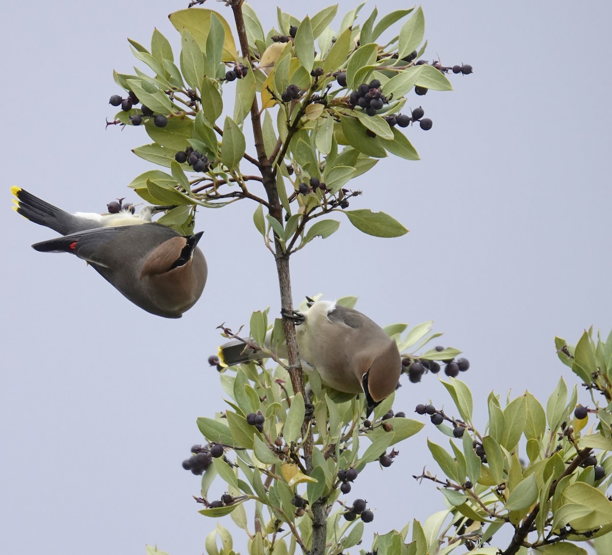 ヒメレンジャク - ML647791527