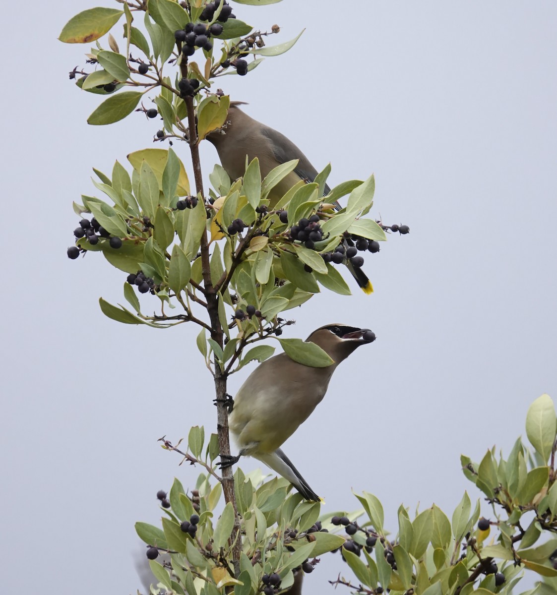 ヒメレンジャク - ML647791528