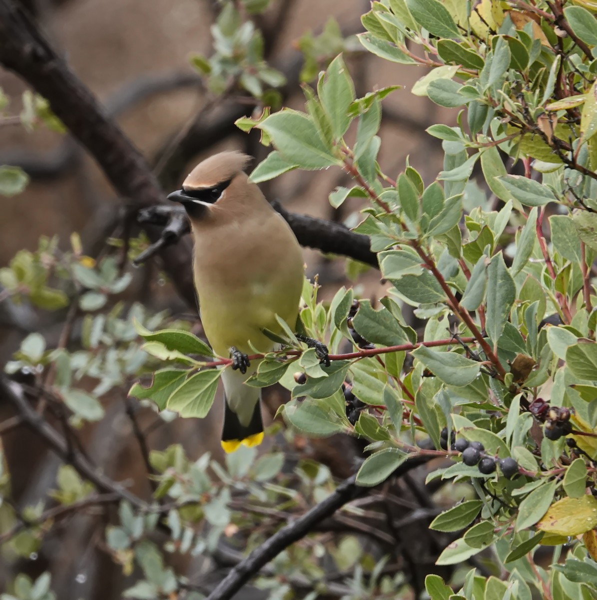 ヒメレンジャク - ML647791529