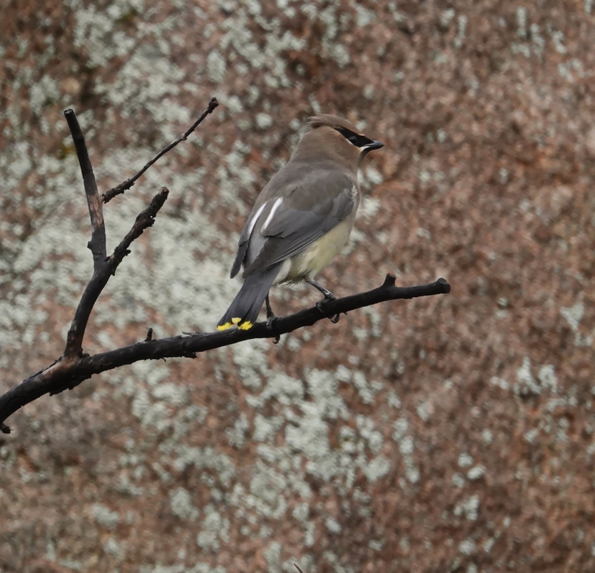 ヒメレンジャク - ML647791530