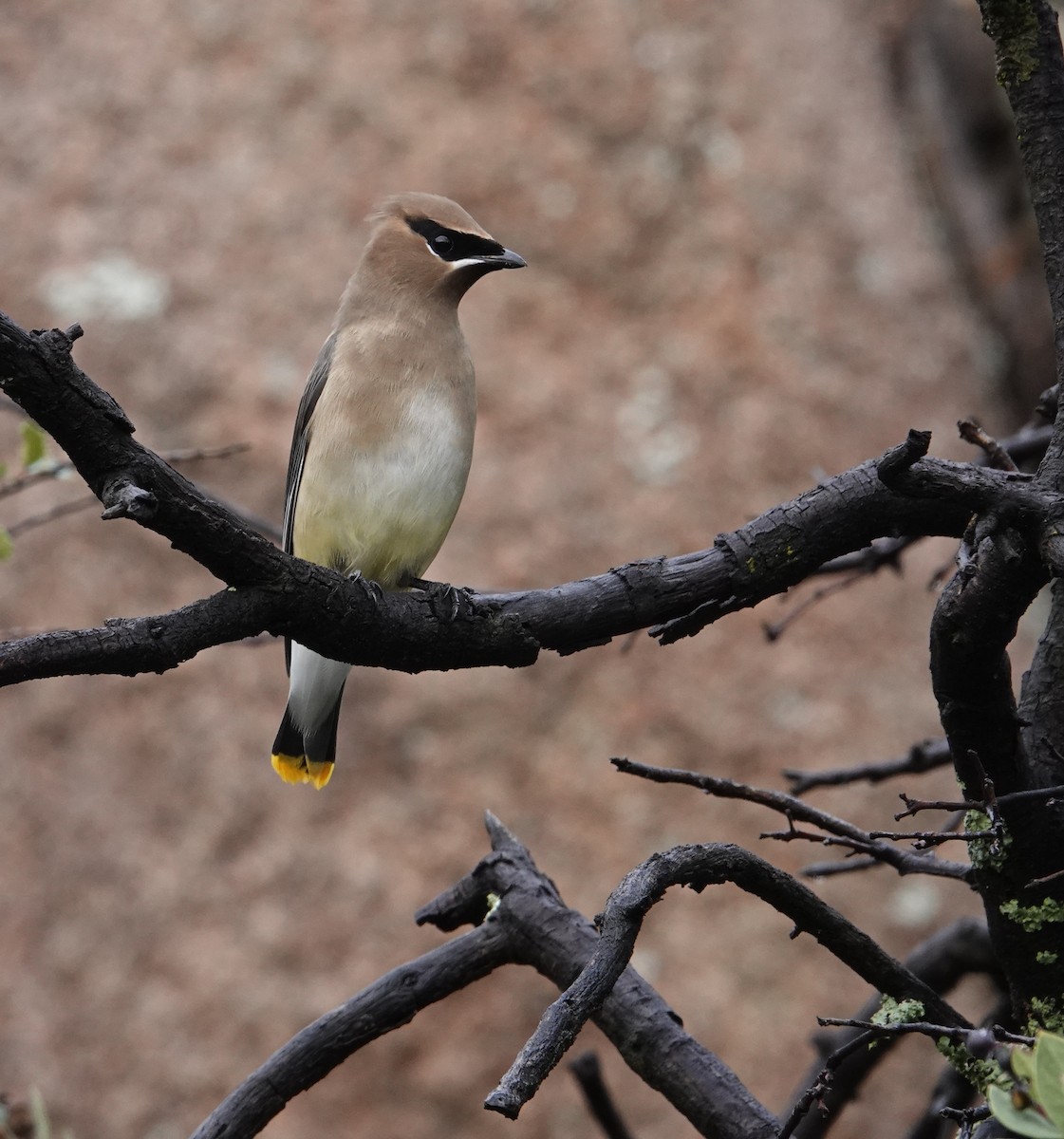 ヒメレンジャク - ML647791531