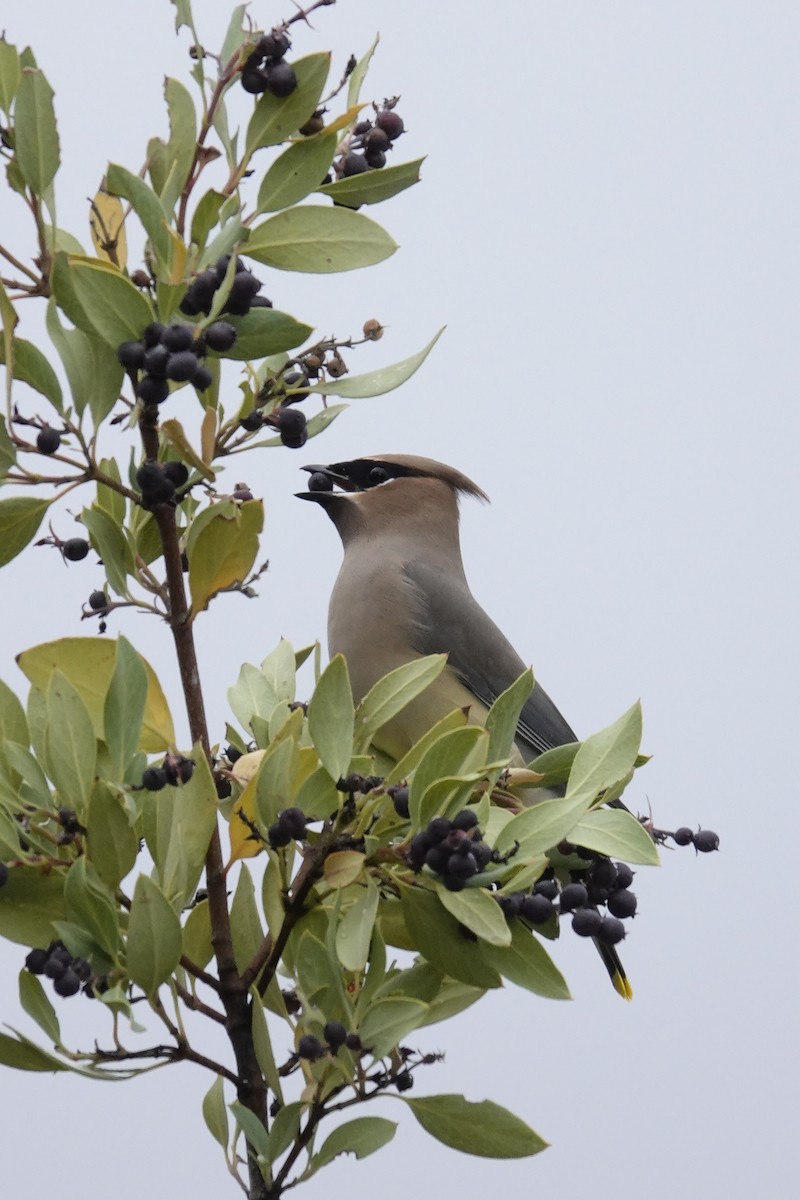 ヒメレンジャク - ML647791532