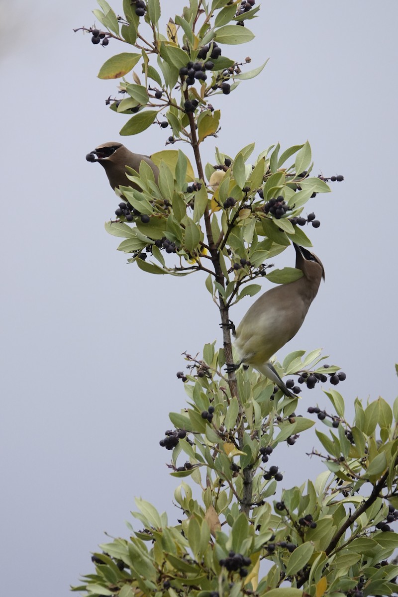 ヒメレンジャク - ML647791533