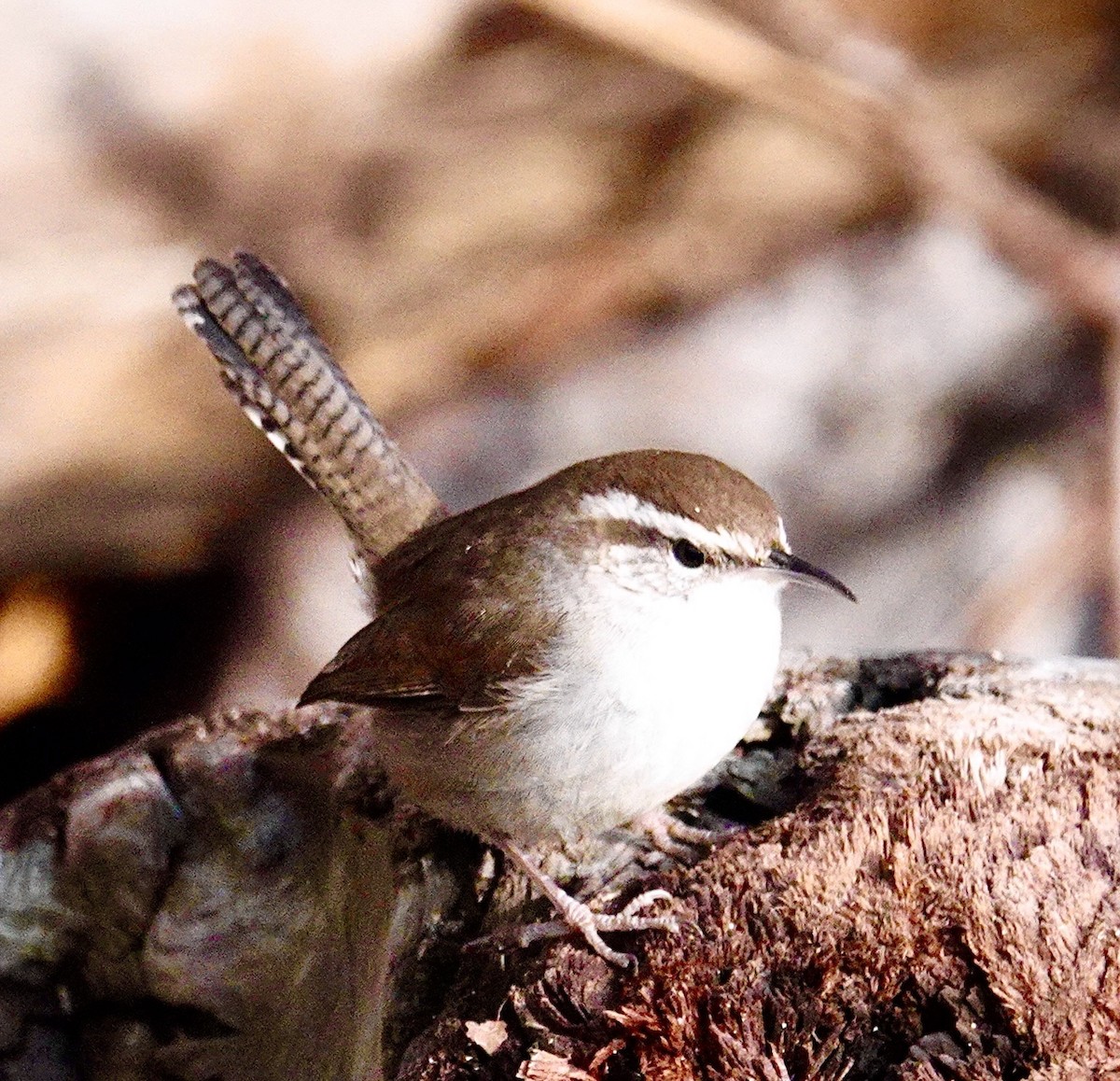 střízlík pokřovní - ML647791541