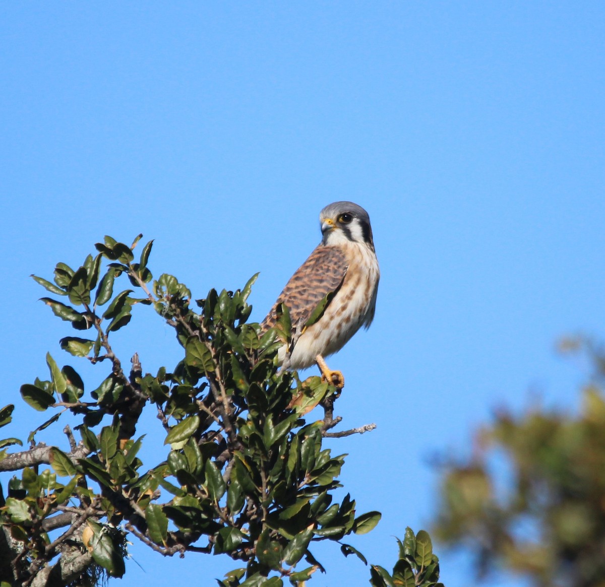 poštolka pestrá - ML647791554