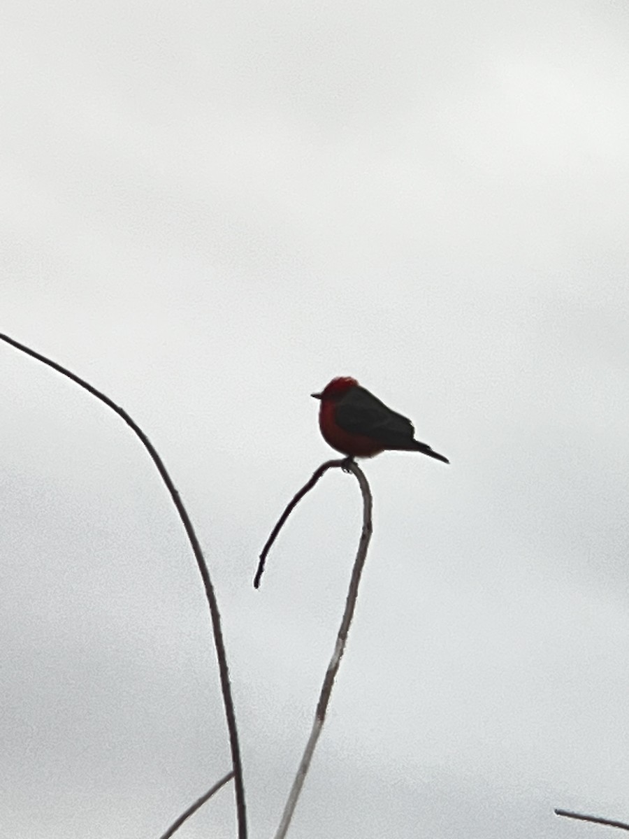 Vermilion Flycatcher - ML647791558
