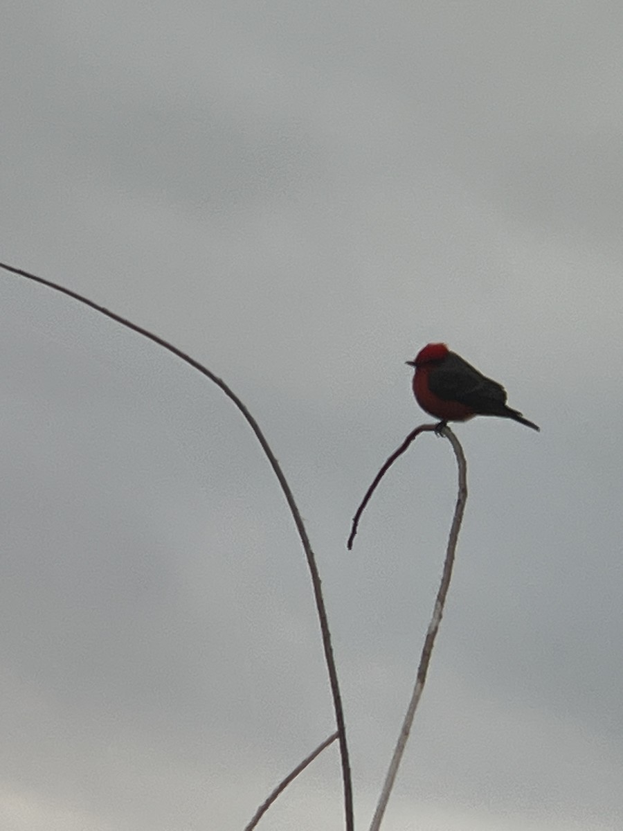 Vermilion Flycatcher - ML647791559