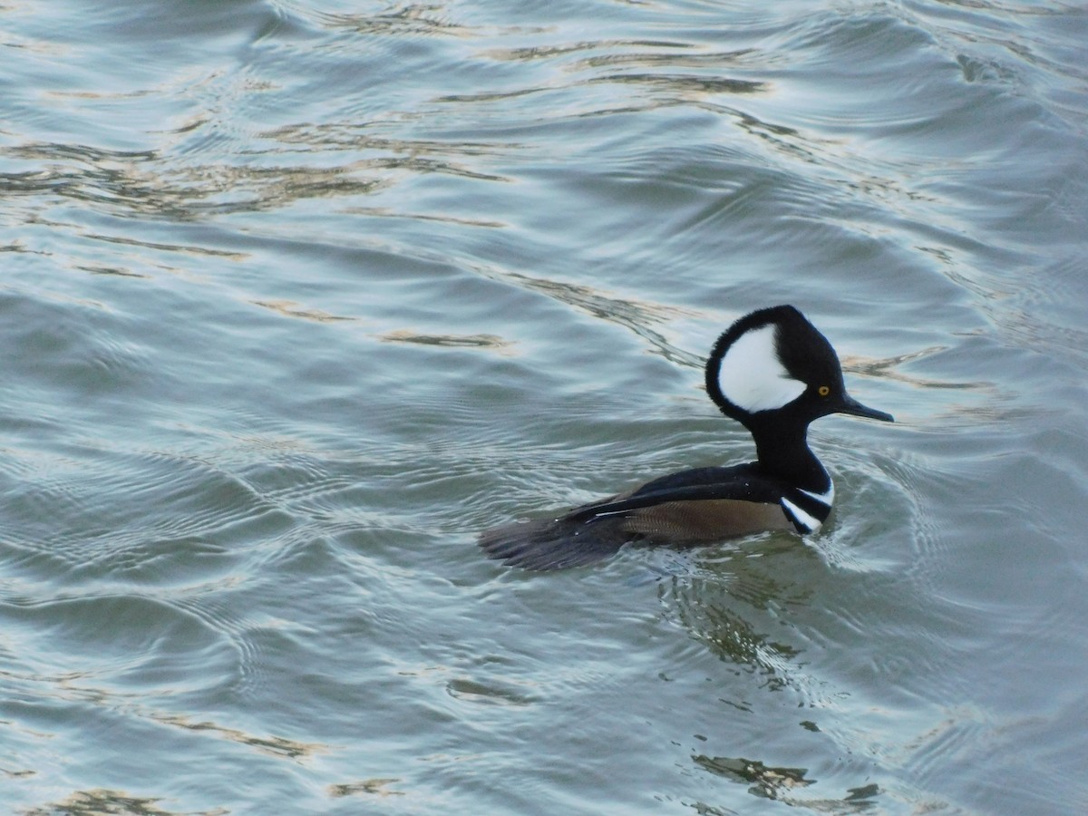 morčák chocholatý - ML647791560