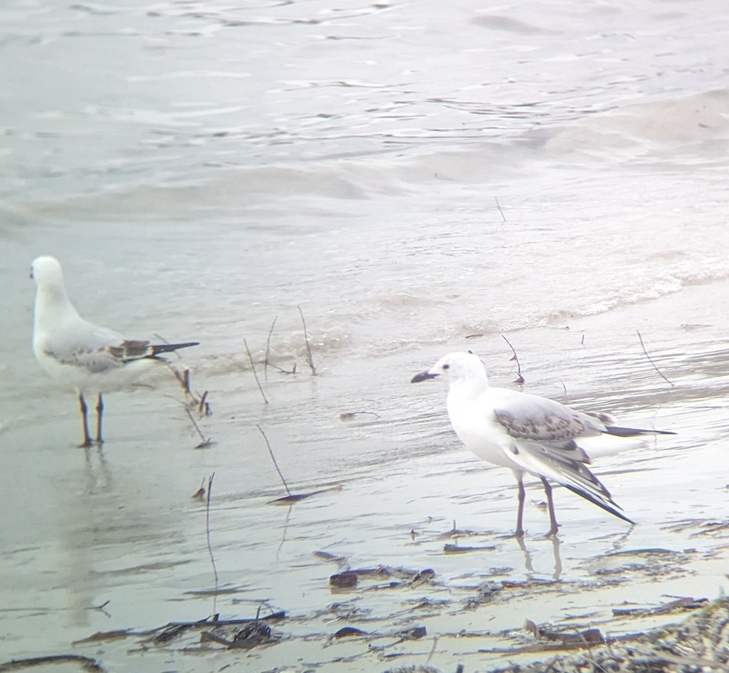 racek australský (ssp. novaehollandiae/forsteri) - ML647791561