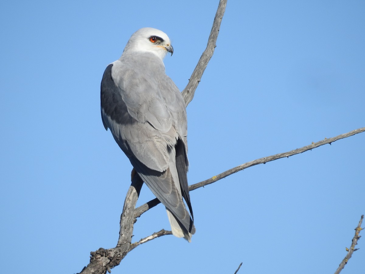 luněc americký - ML647791562