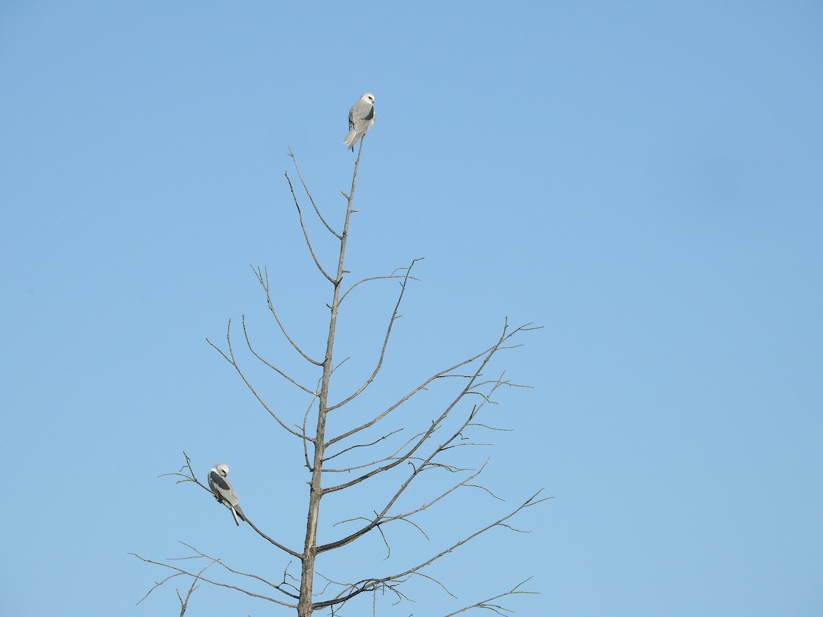 luněc americký - ML647791563