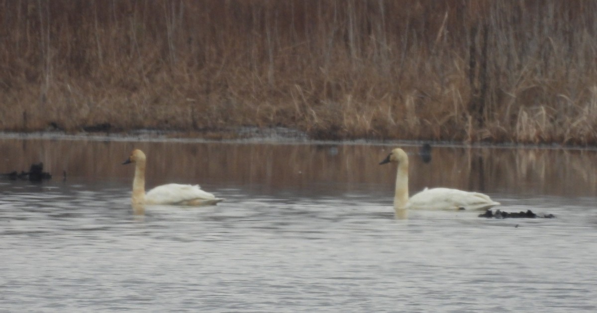 labuť malá - ML647791566