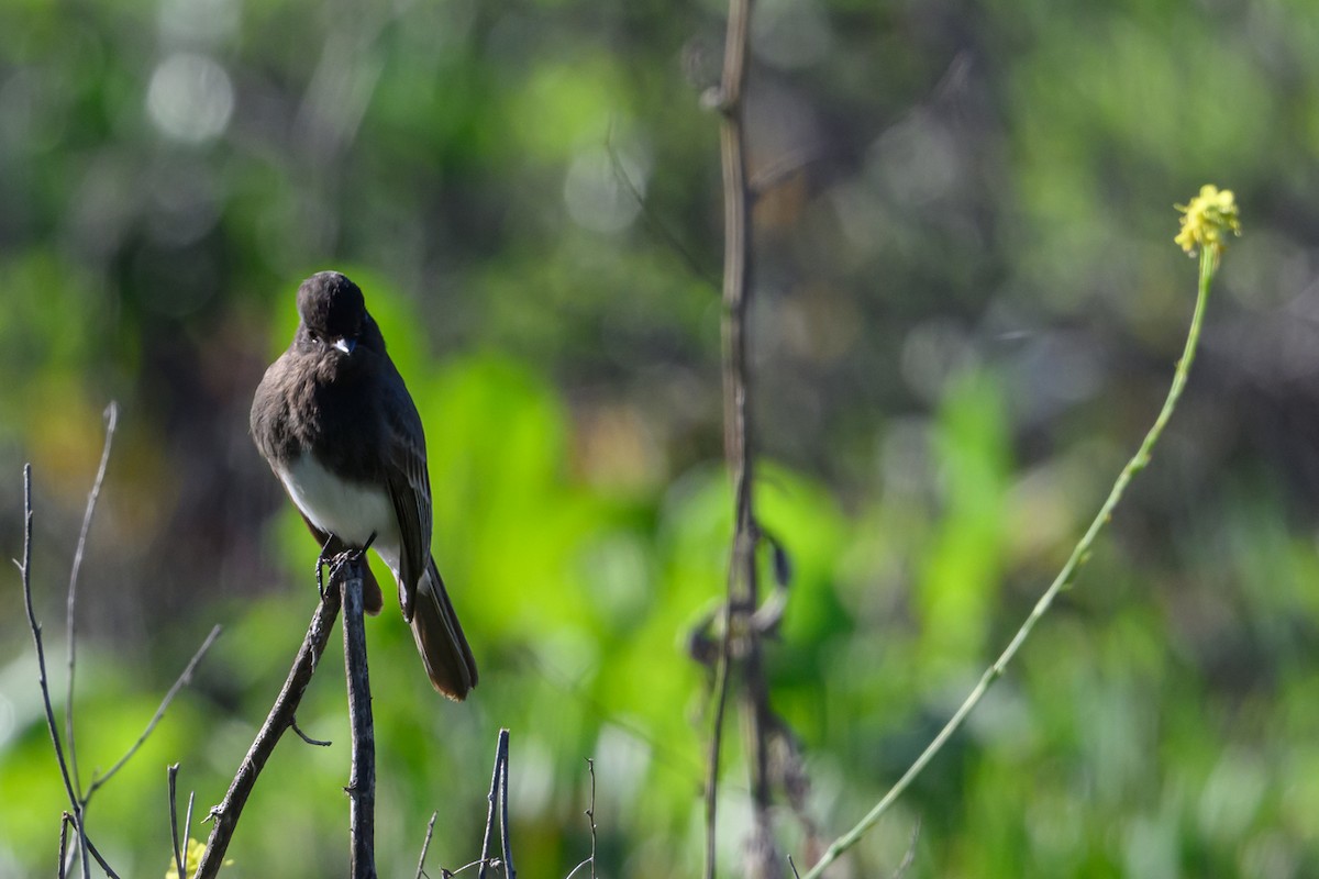 Black Phoebe - ML647791570