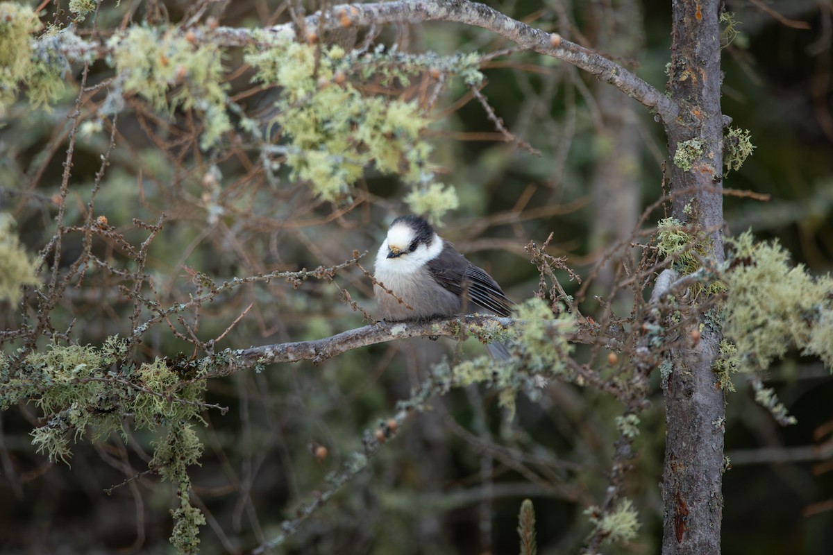 sojka šedá - ML647791572