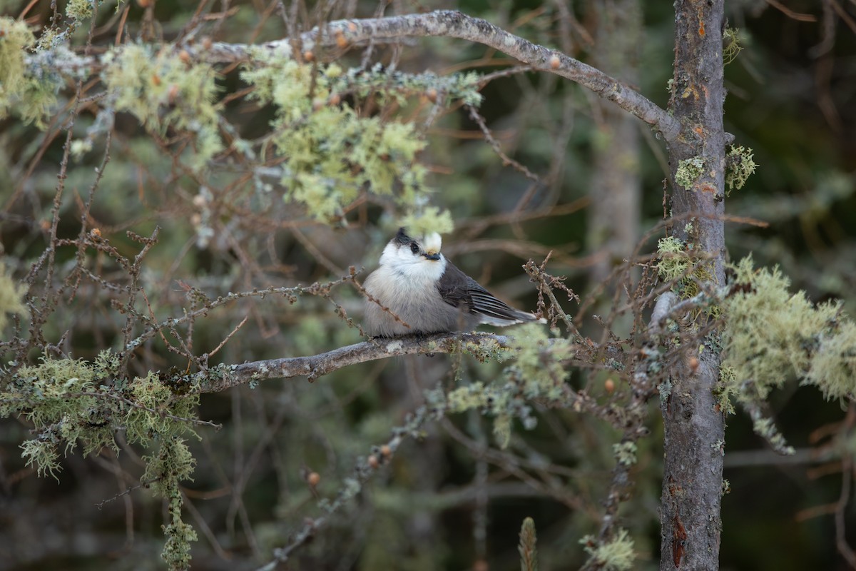 sojka šedá - ML647791573